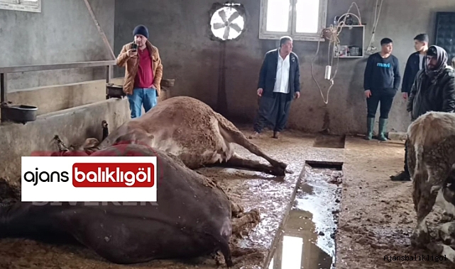 Urfa'da ahıra yıldırım düştü! 3 büyükbaş hayvan telef oldu