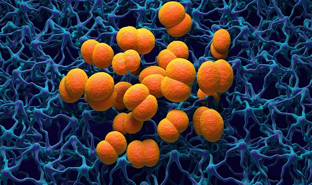 CDC, doktorları bakteriyel menenjitte artış konusunda uyarıyor