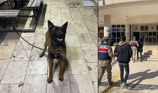 Urfa’da K-9 cinsi kurt köpeğini çalan hırsızlar yakalandı! 