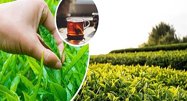 2024 yılı yaş çay alım fiyatı belli oldu! 