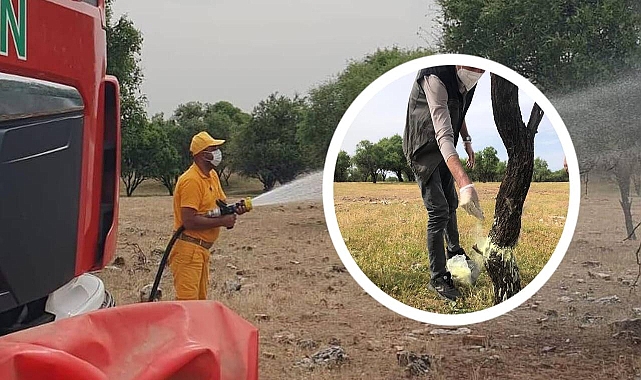 Hilvan Badem Ormanında ilaçlama çalışması yapıldı