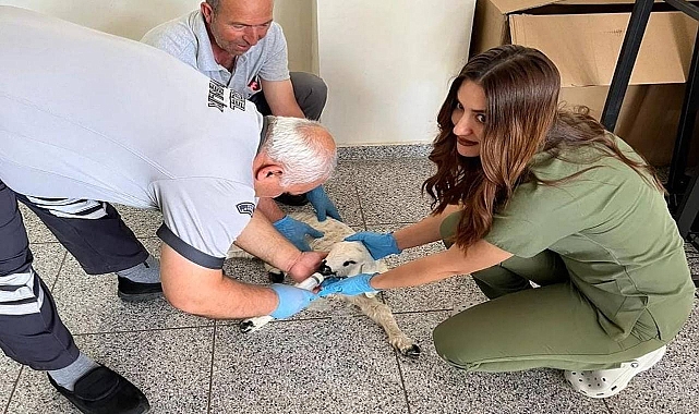 Hilvan'da ilginç olay! Kuzu hastaneye sığındı 