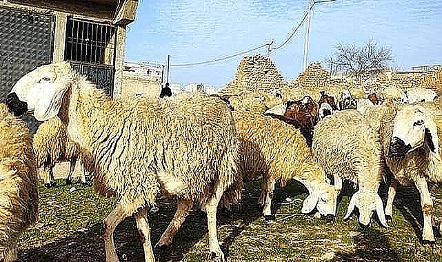 Vekaletle kurban kesim bedelleri belli oldu