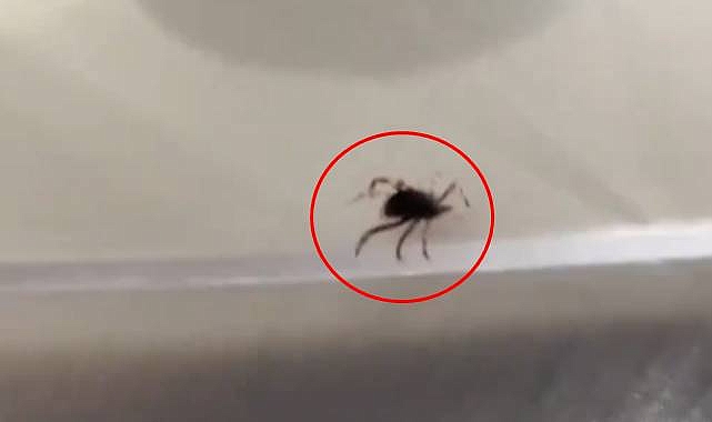 Bakan Koca’dan Kene Uyarısı! Piknikçiler Dikkat