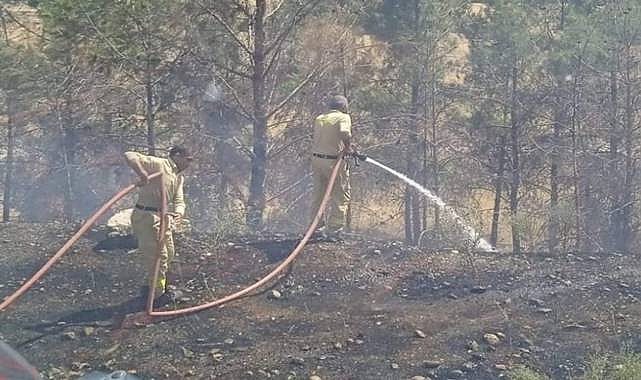 Bozova İlçesinde Yangın! 40 Yıllık Çam Ağaçları Kül Oldu