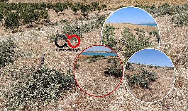 Hilvan'da zeytin ağacı katliamı!