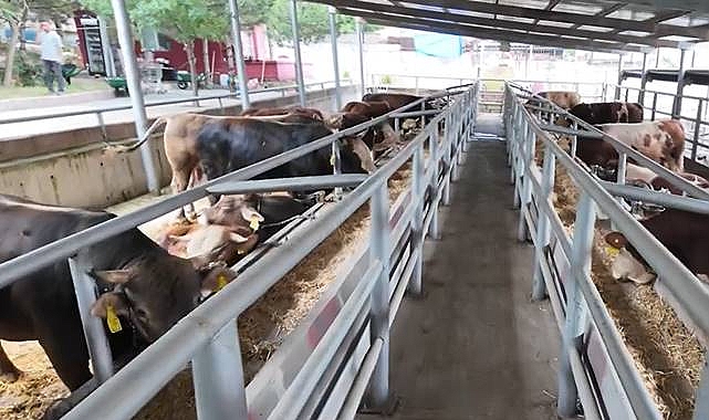 Mahkumlar, Kurbanlık Yetiştirerek Topluma Fayda Sağlıyor