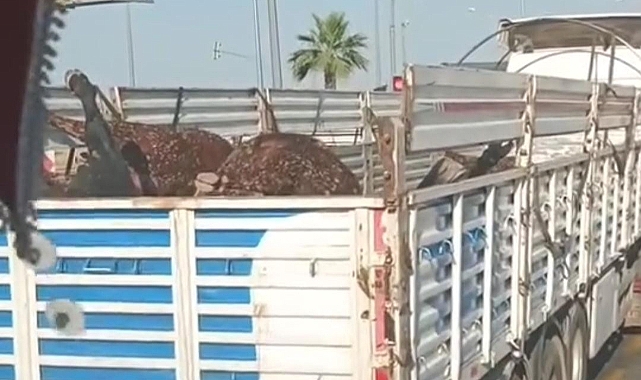 Tırla Taşınan Ölü Hayvanların Akıbeti Belli Oldu