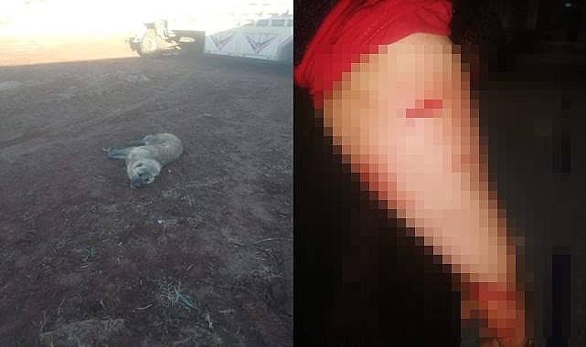Urfa'da 4 Kişi Kuduz Köpekler Tarafından Isırıldı