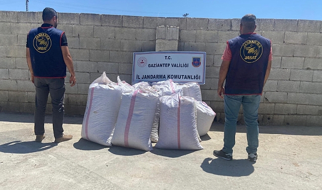 Antep Fıstığı Hırsızları Sezonu Açtı