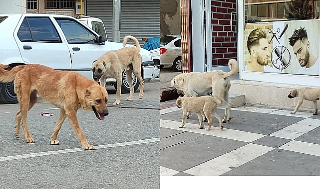Başıboş sokak köpekleri düzenlemesine uymayan belediyelere 2 yıla kadar hapis var