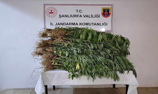 Evinin Bahçesini Kenevir Tarlasına Çeviren Şahıs Yakalandı! 