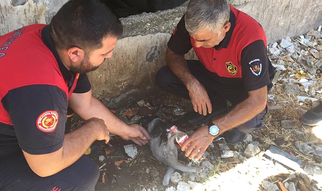 Haliliye'de Yangın! Dumandan Etkilenen Kediye İtfaiye Ekipleri Yetişti