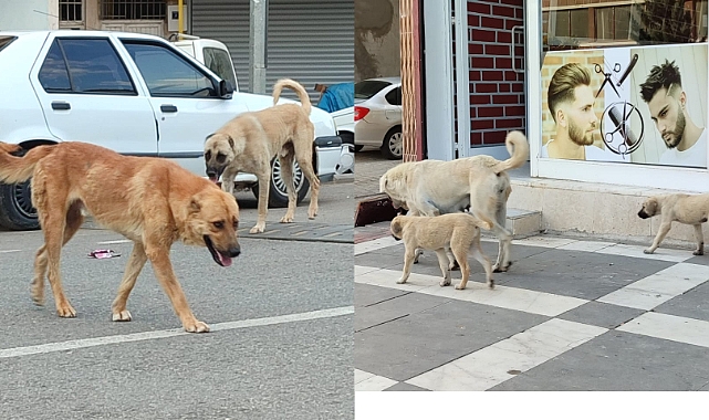 Hilvan'da Sokak Köpekleri Sorunu Ne Zaman Çözülecek?