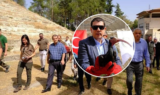 Kelaynak Kuşları Göç İçin Salındı