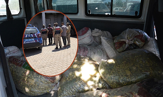 Şanlıurfa'da Fıstık Hırsızları Suçüstü Yakalandı! 