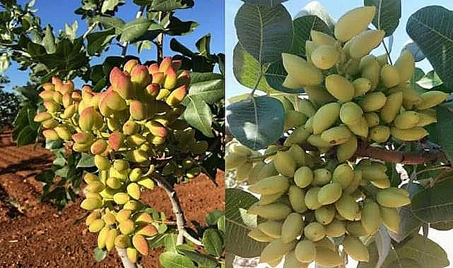 Şanlıurfa’da Fıstık Kaç TL’den Satıldı?