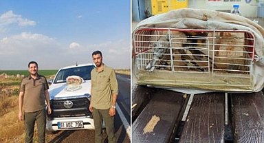 Şanlıurfa’da Kaçak Avcıya Ceza! 