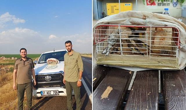 Şanlıurfa’da Kaçak Avcıya Ceza! 