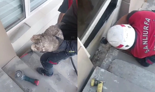 Urfa'da Yavru Köpek Kurtarma Operasyonu