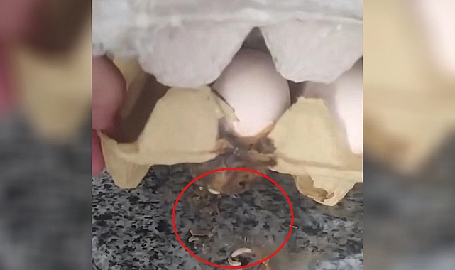 Şanlıurfa’da Mide Bulandıran Olay! 