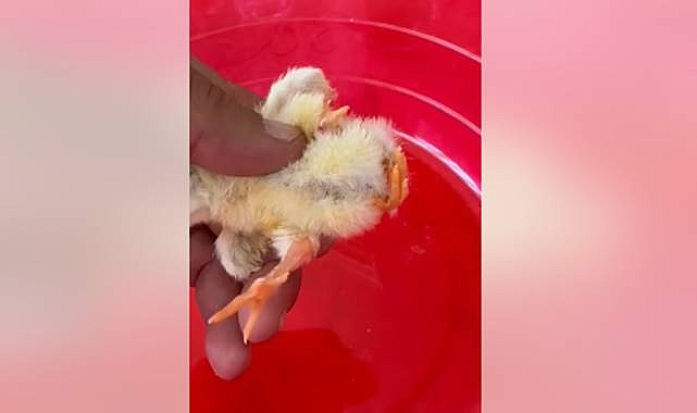 Urfa’da İlginç Olay! 4 Ayaklı Doğdu