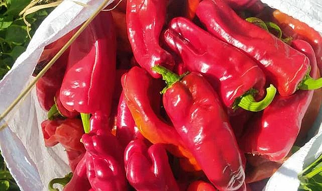 Urfalı Biber Üreticisi Umudunu Sosyal Medyaya Bağladı