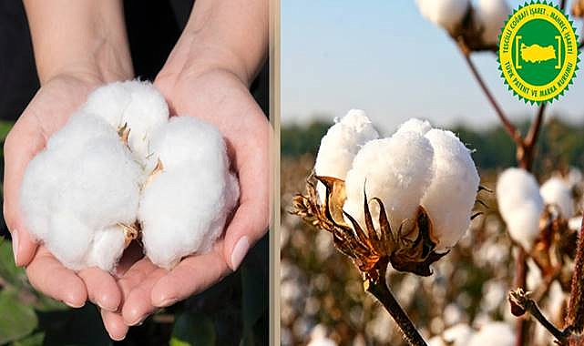 Söke Pamuğu AB'den Coğrafi İşaret Tescili Aldı
