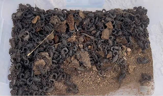 Urfa’da Bir Arabada Bakın Ne Ele Geçirildi