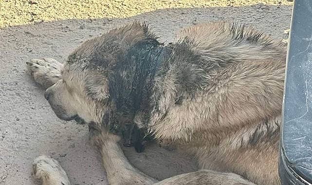 Sokak Hayvanları Acı Çekiyor 