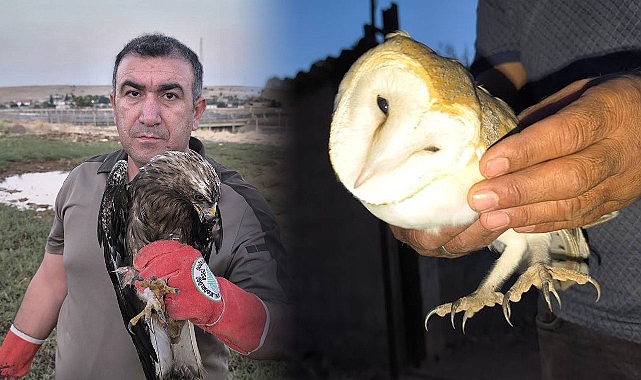 Urfa’da Kartal Ve Peçeli Baykuş Tedavi Altına Alındı
