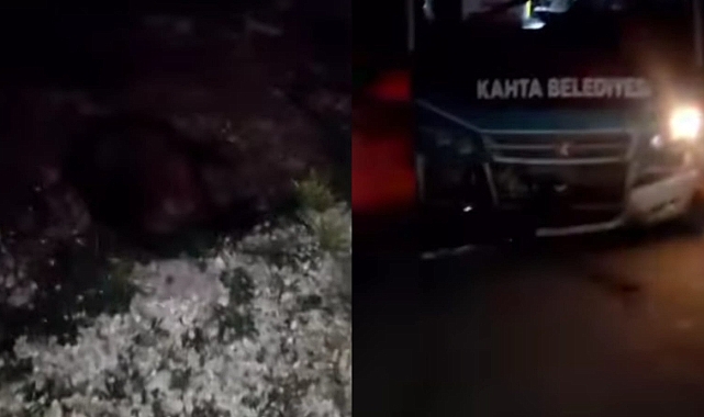 Otobüs ve Tır Domuz Sürüsüne Çarptı