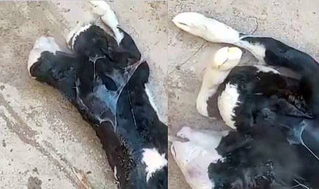 Şanlıurfa'da Çift Başlı Buzağı Doğdu