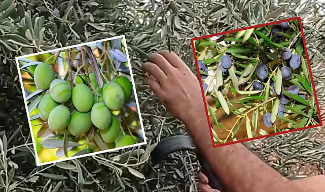 Şanlıurfa'da Zeytin Hasadı Başladı