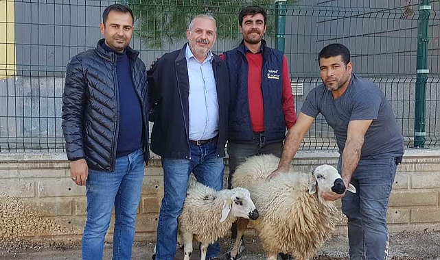 Urfa'da İnşaat İşçisi Boş Arazide Bulduğu Koyunları Sahibine Teslim Etti