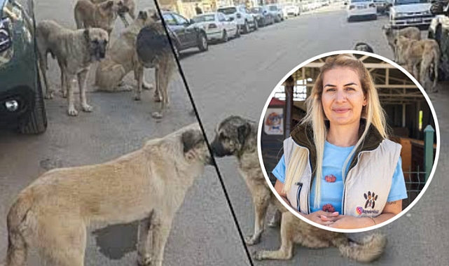 Urfa'dan Sokak Köpeklerini Kaçıran Buket Özgünlü Hâkim Karşısına Çıktı