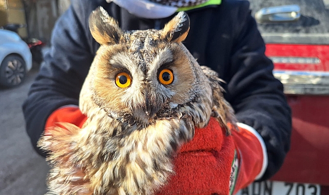 Şanlıurfa'da Kulaklı Orman Baykuşu Kurtarıldı