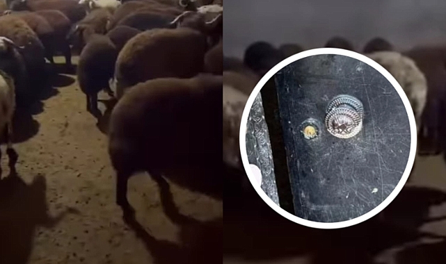 Siverek'te Hayvan Hırsızlığı: Ahırın Kapısı ve Duvarı Kırılarak Çalındı