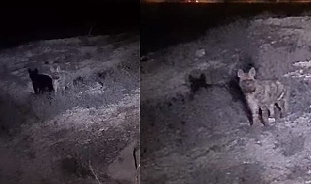 Türkiye'de Çizgili Sırtlan: Nesli Tükenme Tehlikesiyle Karşı Karşıya  