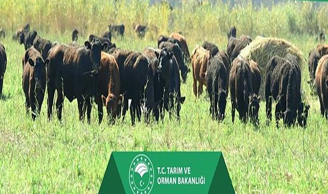 Kırsalda Bereket, Hayvancılığa Destek Projesi Başladı!