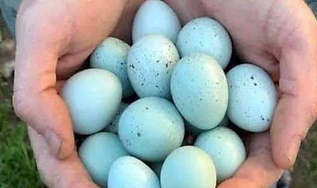 Mucizevi Besin: Bıldırcın Yumurtasının Faydaları