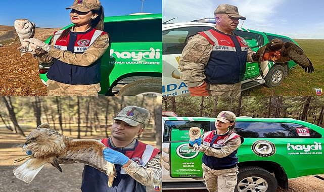 Şanlıurfa'da Jandarma Ekipleri Yaralı Yaban Hayvanlarına Şefkat Eli Uzattı