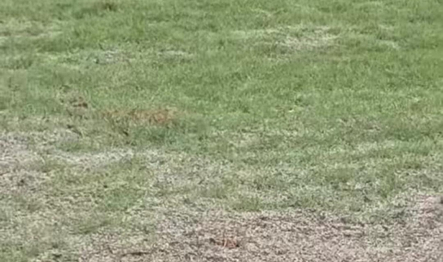 Şanlıurfa'nın Siverek İlçesinde Dolu Yağışı Etkili Oldu