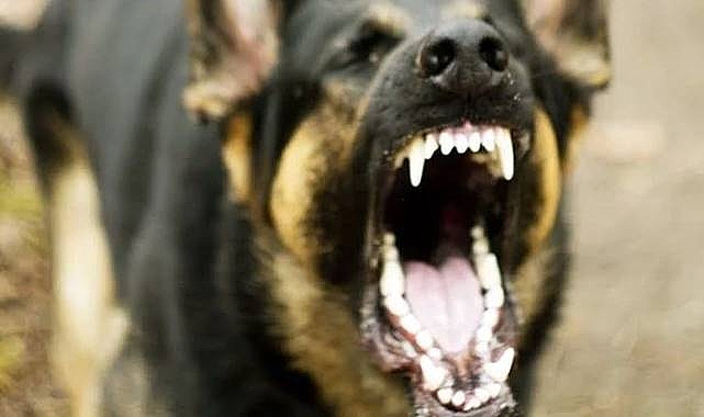 Siverek'te Kuduz Alarmı: Bölge Karantinaya Alındı