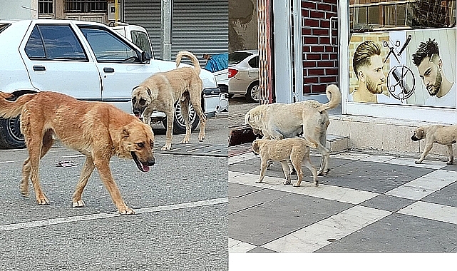 Sokak Köpekleri İçin Yazı Gönderildi! Belediyelere Ceza Geliyor