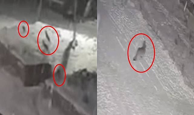 Tüyleri Ürperten Olay! Aç Kalan Kurt Sürüleri Köylere Saldırıyor