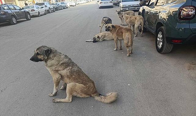 Sahipsiz Köpeklerle İlgili Açıklama!