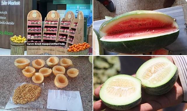 Şanlıurfa’da Ata Tohumları Satışa Sunuldu