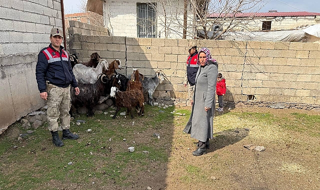 Şanlıurfa’da Operasyon: 51 Küçükbaş Hayvan Sahibine Teslim Edildi