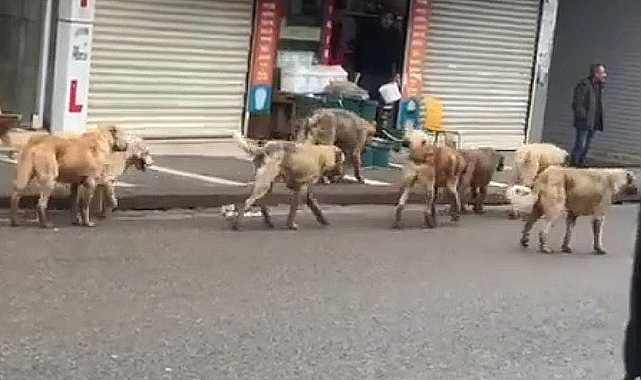 Şanlıurfa'da Sokak Köpekleri İki Kişiye Saldırdı!
